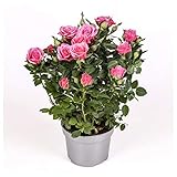 Rosal mini - PACK 4 unidades - maceta 10,5cm. - altura total aprox. 30cm. - planta viva -...