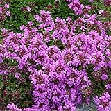 6 x Thymus Praecox 'Purple Beauty' - Vivaces Contenedor Pequeño 9cm x 9cm