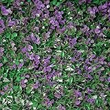 Tenax Divy 3D Panel Buxus Lilac 0,50 x 1 m Verde-Lila, Panel Modular con Hojas...