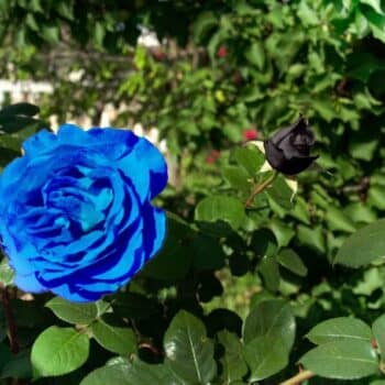 significado del color de la rosa azul