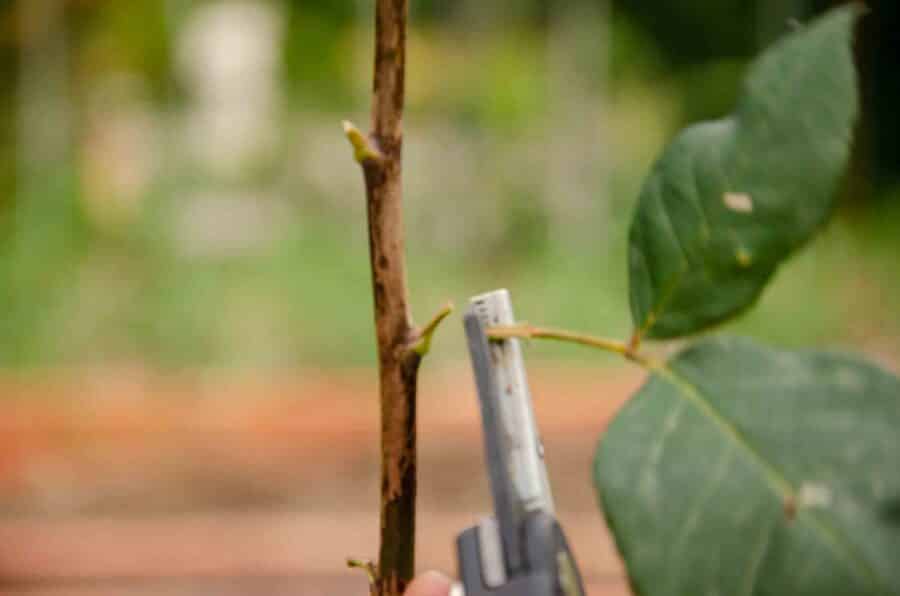 Cómo hacer esquejes del rosal