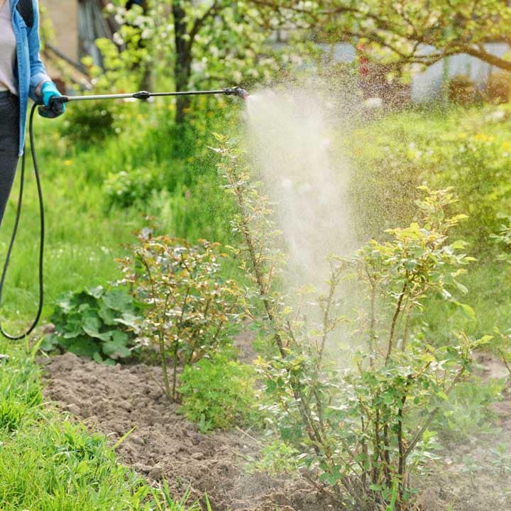 mujer fumigando contra plagas del jardin