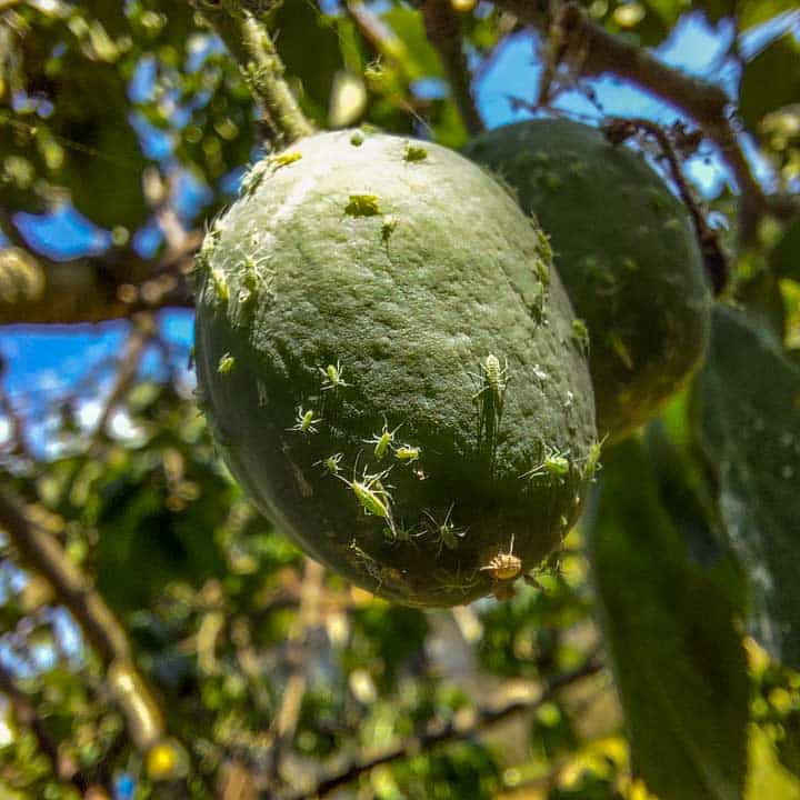 pulgones alimentándose del néctar de las ciruelas