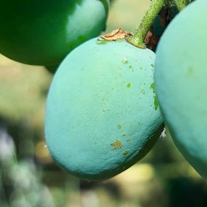 Ciruelas sin Pulgón después de 2 usos de aceite de neem