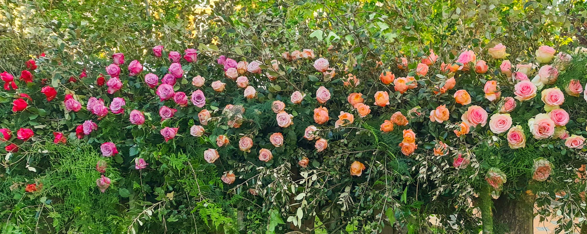 Significado del color de las rosas - Cosas de rosas