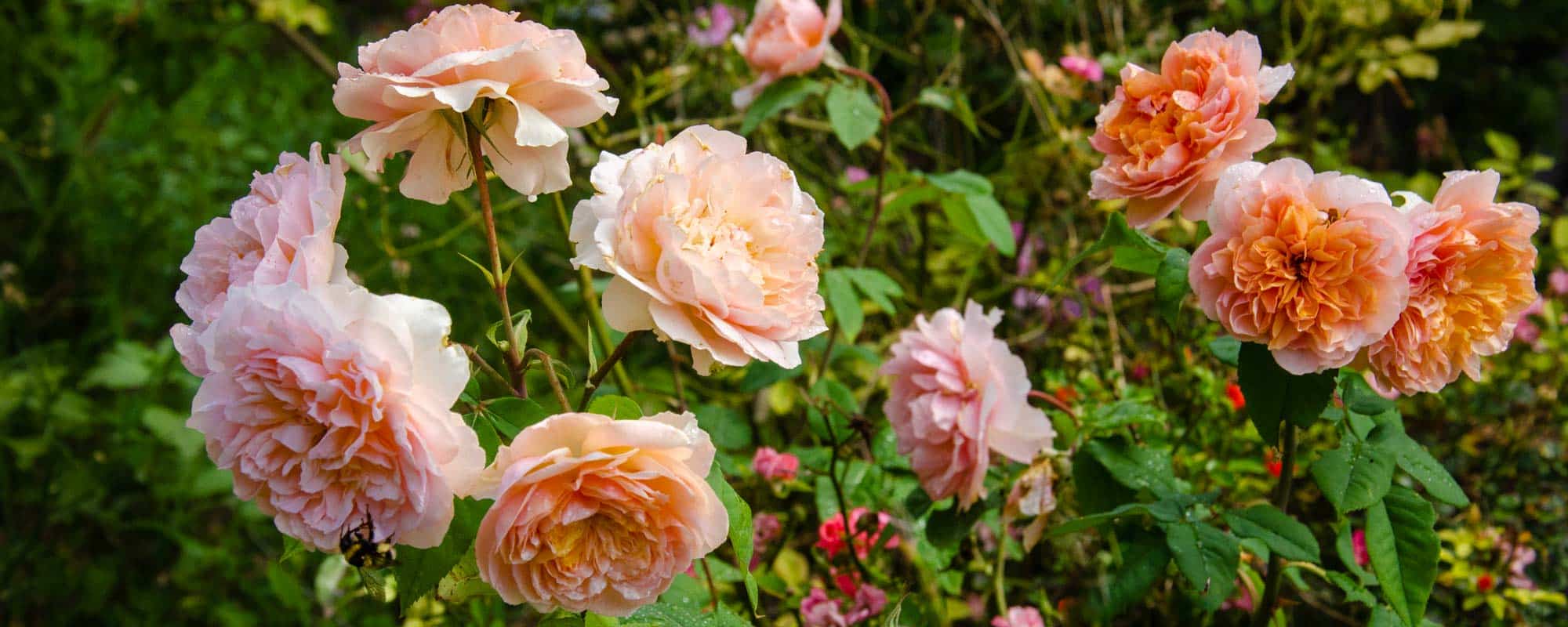 rosal de rosas naranjas y rosadas, con abejorros y polinizadores