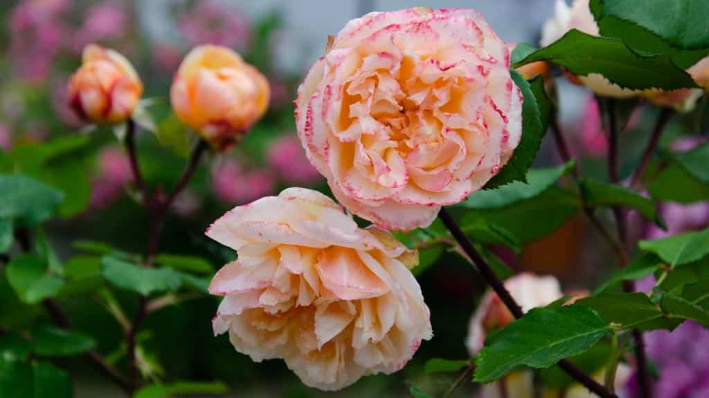 Rosas naranjas, rosal arbustivo del jardín de cosas de rosas