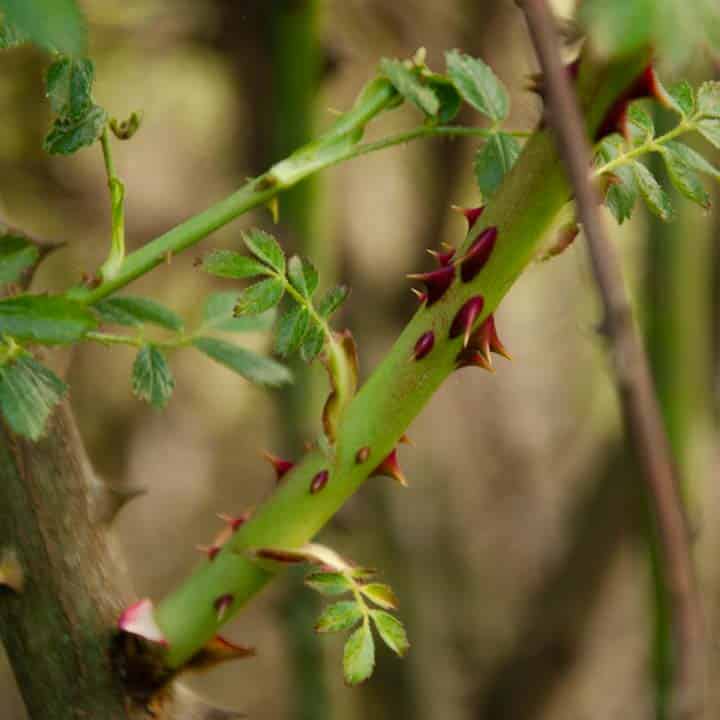 tallo de ejemplar de rosa canina joven