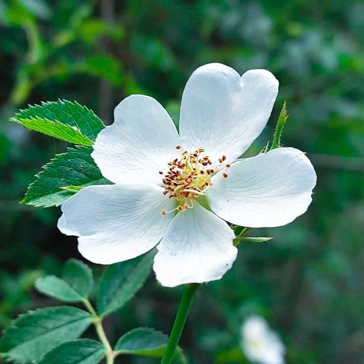 flor blanca de la rosa canina, 