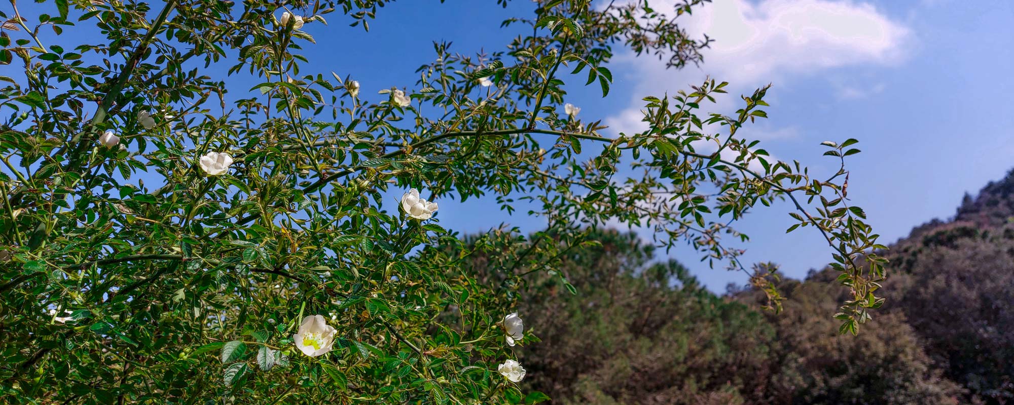 la rosa silvestre, la rosa canina, la mas extendida en los bosques del mediterráneo