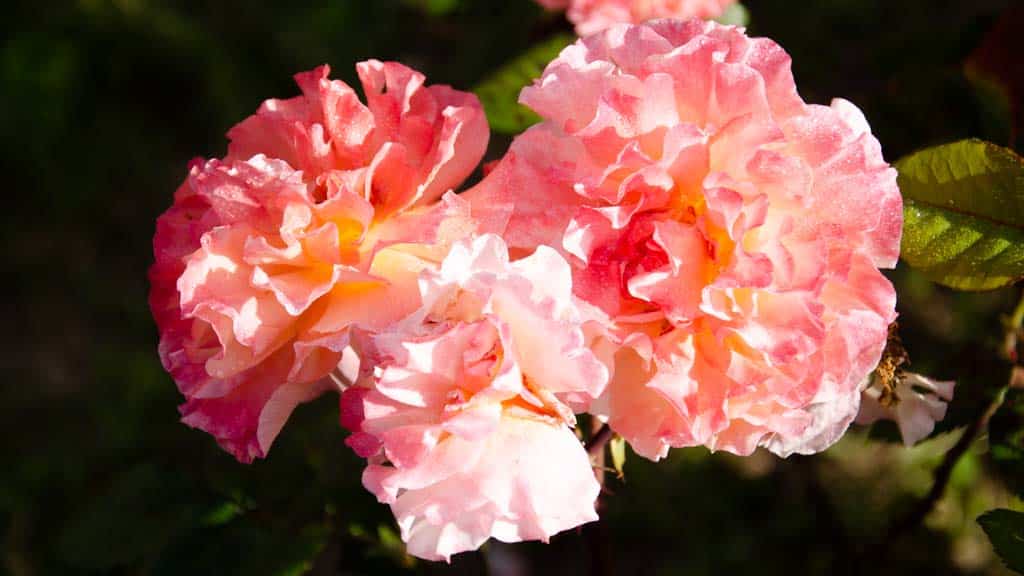 Rosa augusta luise, ramo de tres rosas bicolor en el rosal