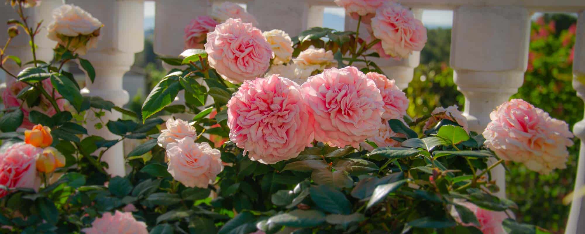 rosal chippendale con la rosas maduras, color rosa palo