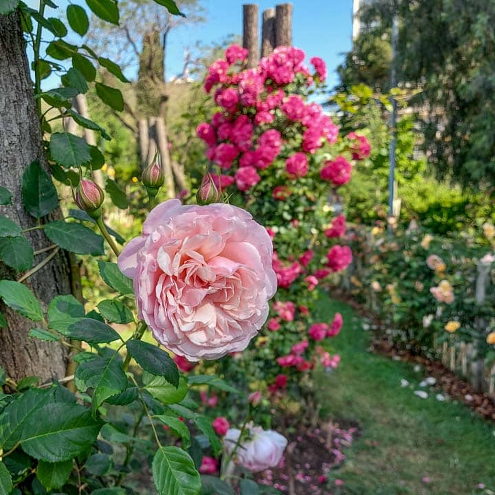 Todo sobre rosas y rosales