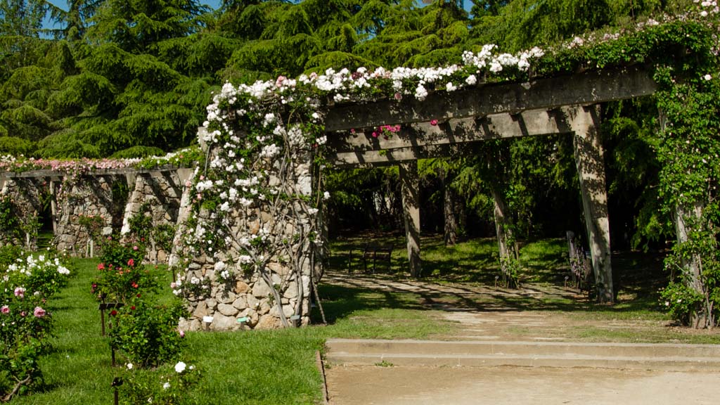 rosal trepador blanco decorando una pérgola