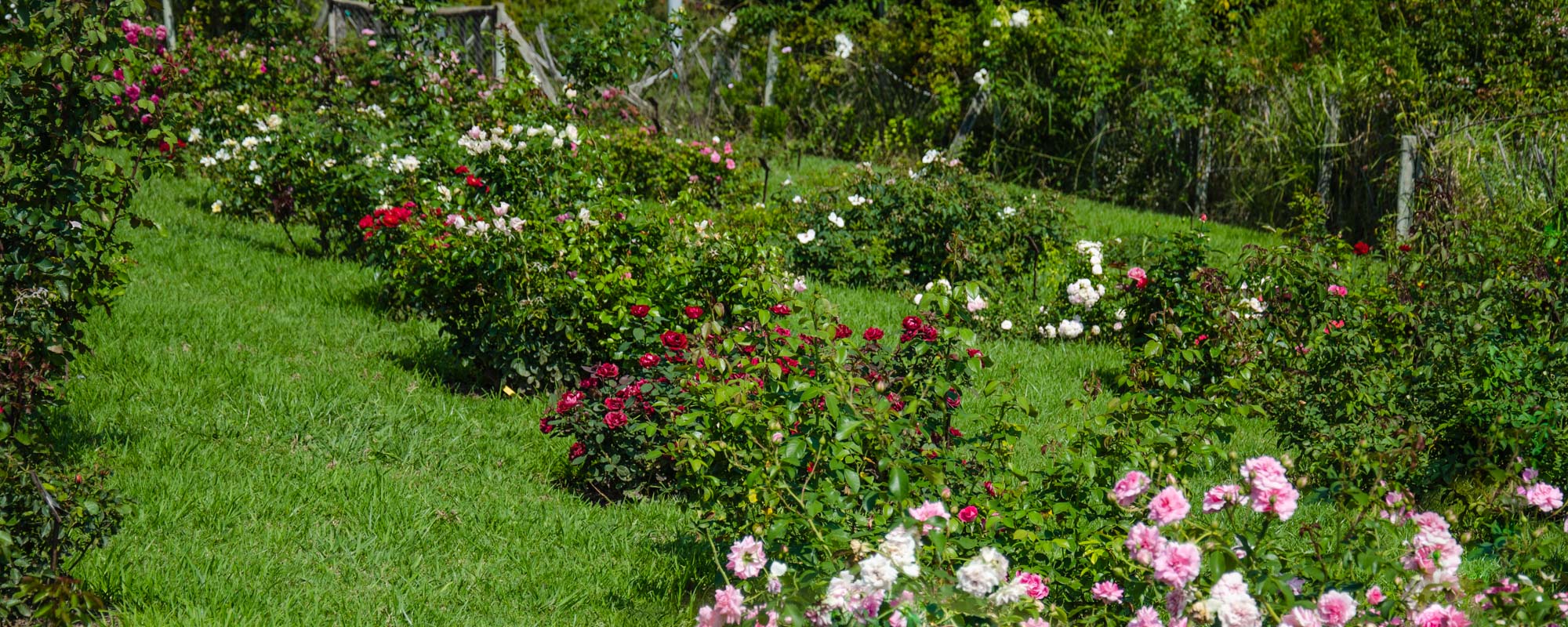 rosaleda de portes arbustivos