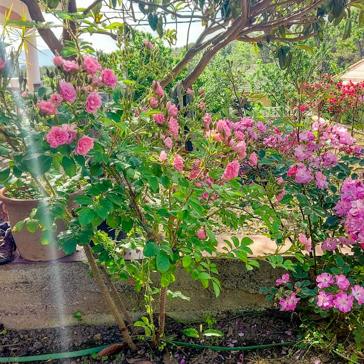 rosal arbustivo de color rosa