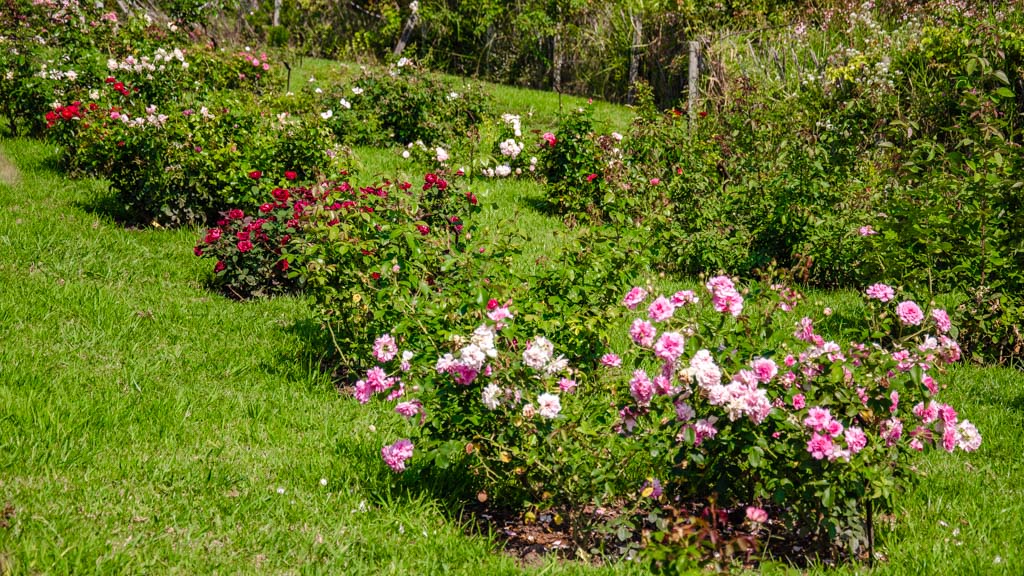 rosaleda variada de rosales arbustivos