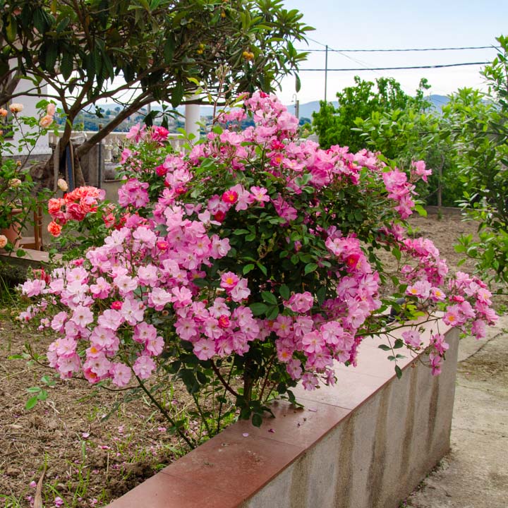rosal arbustivo de color rosa. Rosa Yesterday