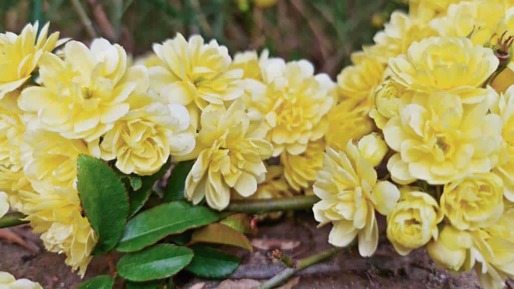 tallo de rosal sin espinas, banksiae lutea. rosas pequeñas y amarillas