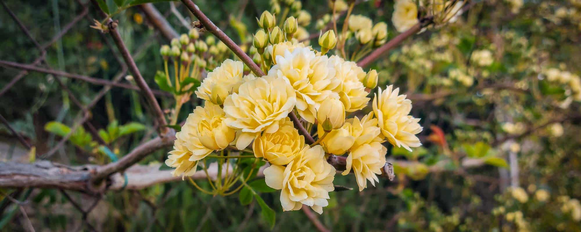 banksiae lutea rosal sin espinas amarillo crema