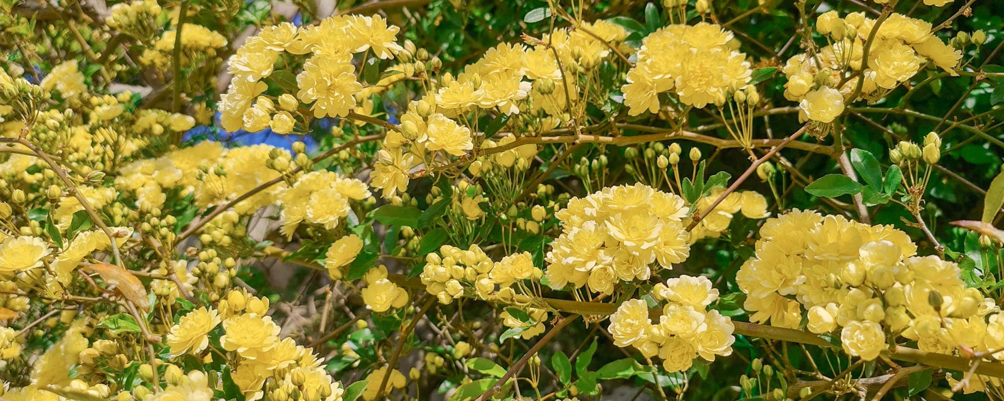 Floración masiva del rosal trepador amarillo más hermoso