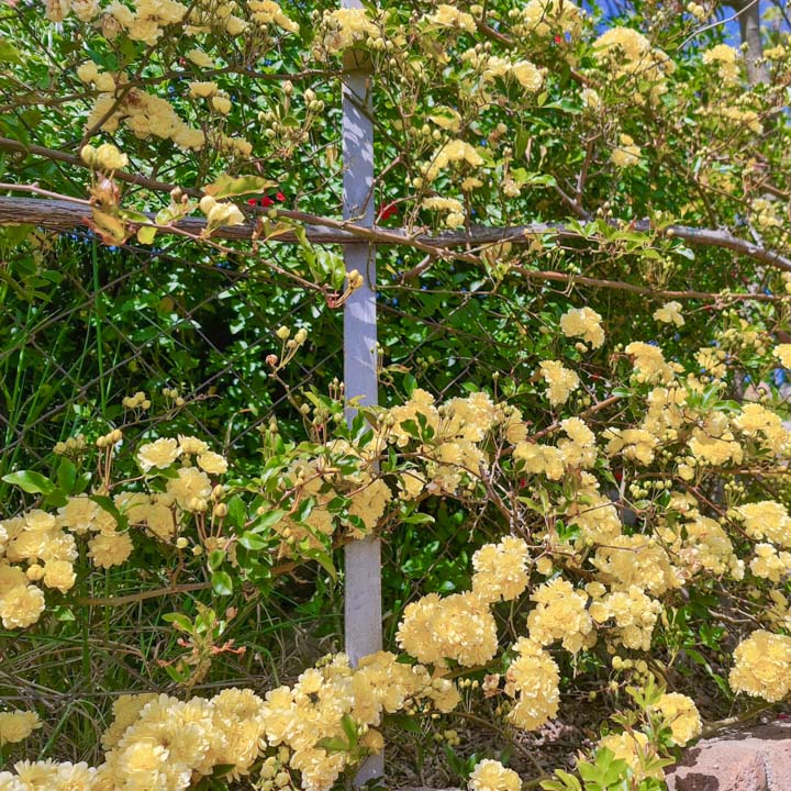 Rosal sin espinas trepando una valla en todo su ancho