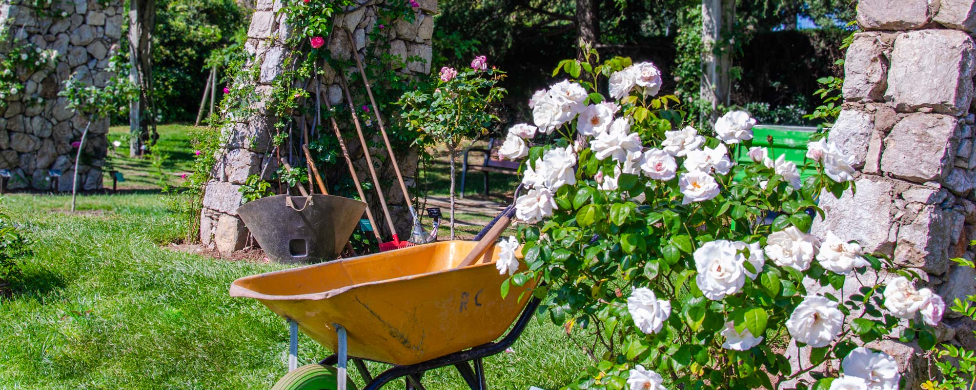 rosas blancas, rosal hibrido de té