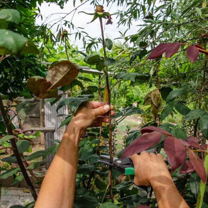 quitar rosas marchitas alarga la floración