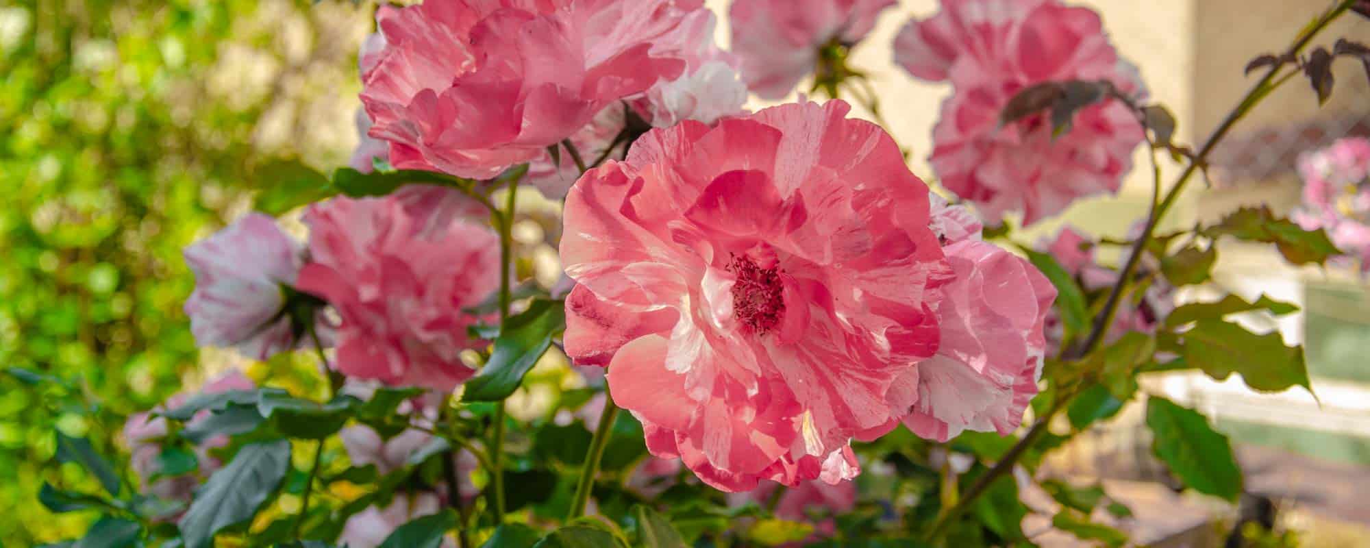 Rosal evemelif mejor variedad paisajística en el concurso internacional de rosas nuevas de Barcelona.