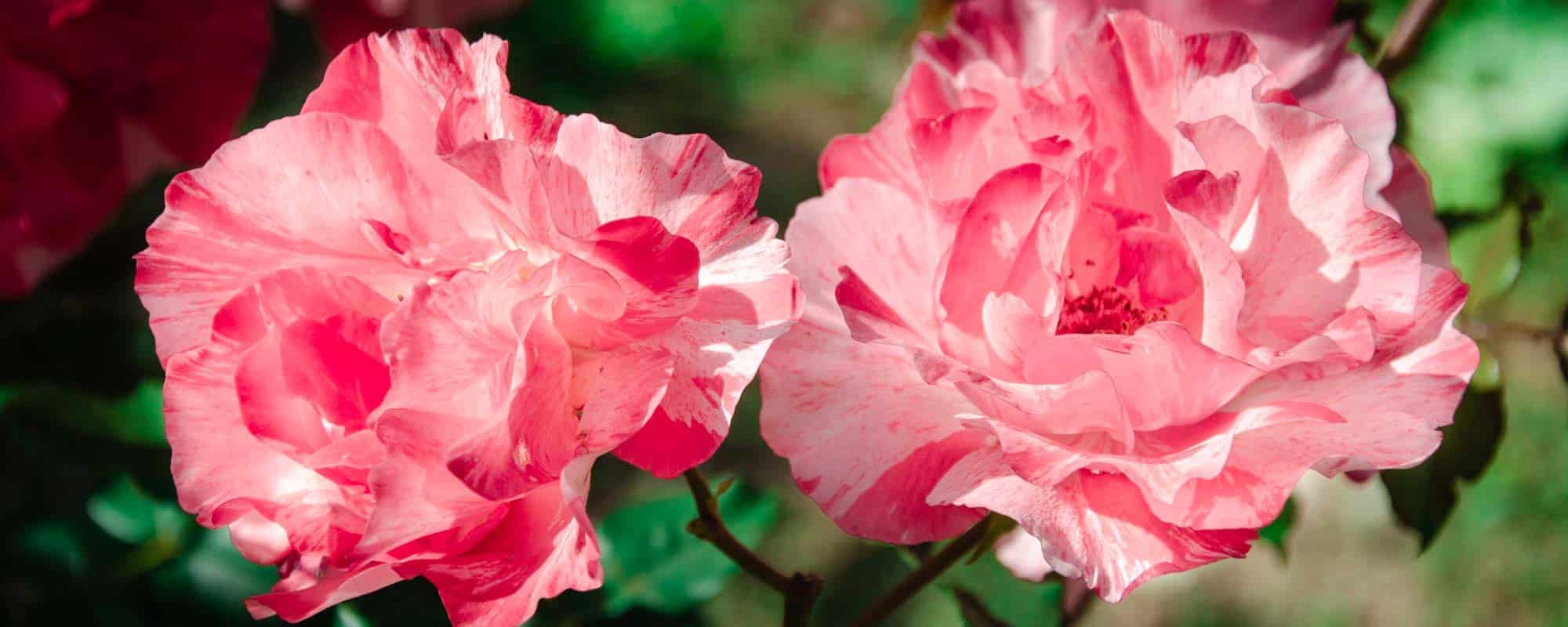 rosal de primeros premios en concursos internacional, rosa de la casa André Eve