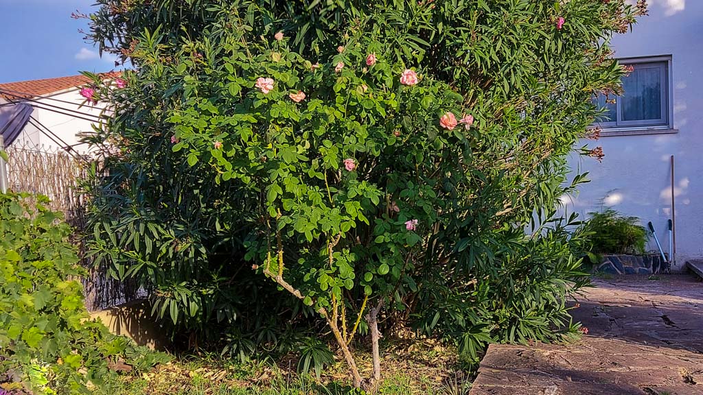 rosal híbrido de té en el jardín