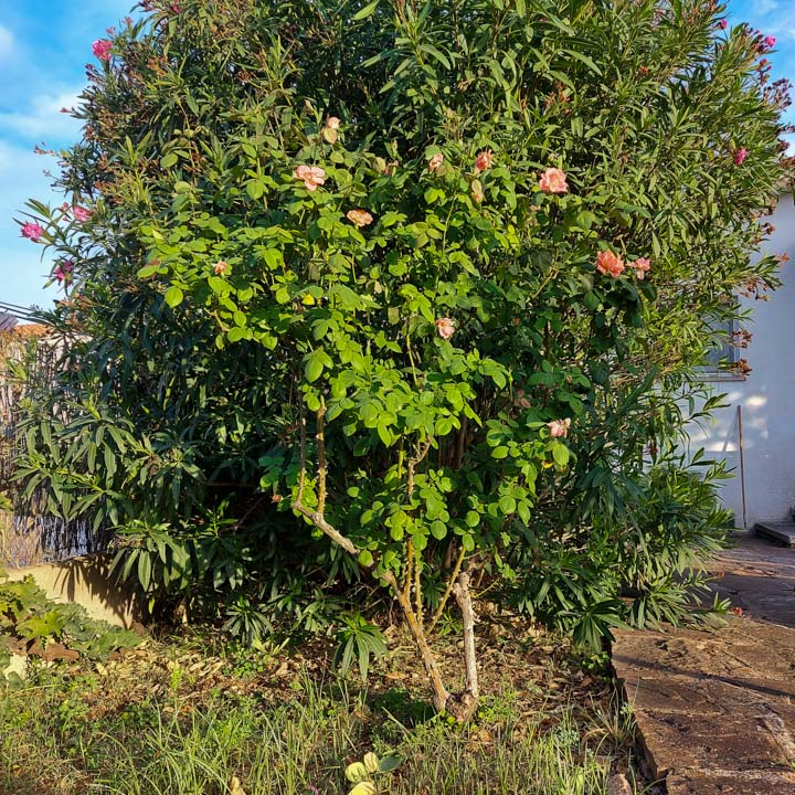 rosal híbrido de té de gran tamaño