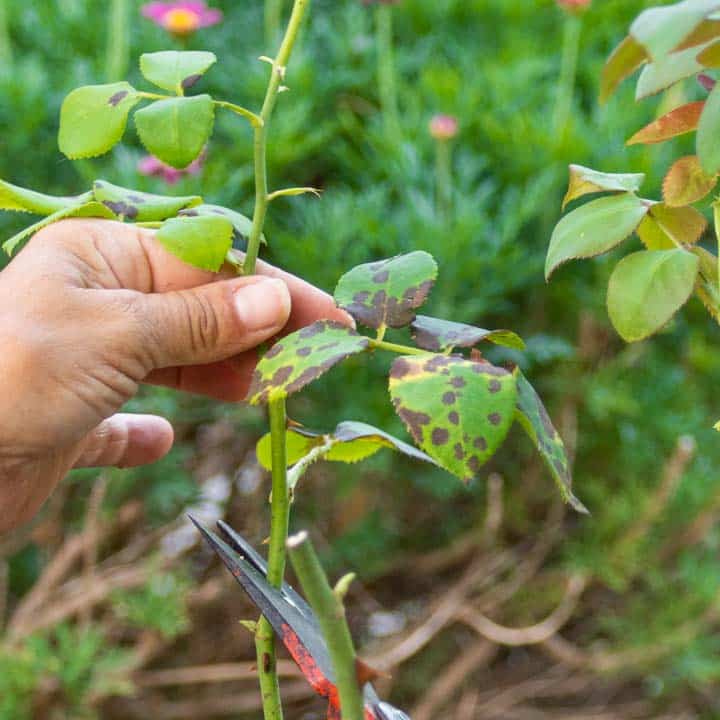 eliminaciómn de mancha negra para evitar su propagación