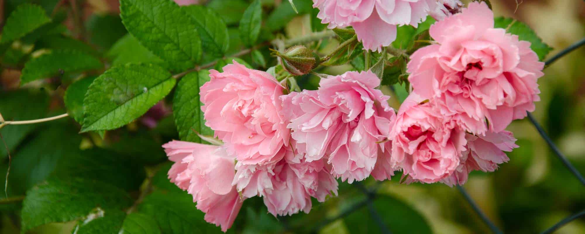 Variedad antigua de Rosa rugosa, pink grootendorst, rosal rosa muy resistente de 1,35cm de alto con flores parecidas a claveles puesta contra la valla de un jardin de cosas de rosas