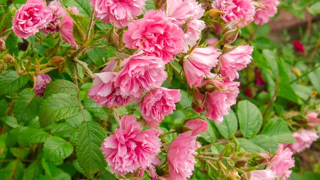 Significado del color de la rosa rosa. variedad antigua de rosal, pink grootendorst rosa, resistente