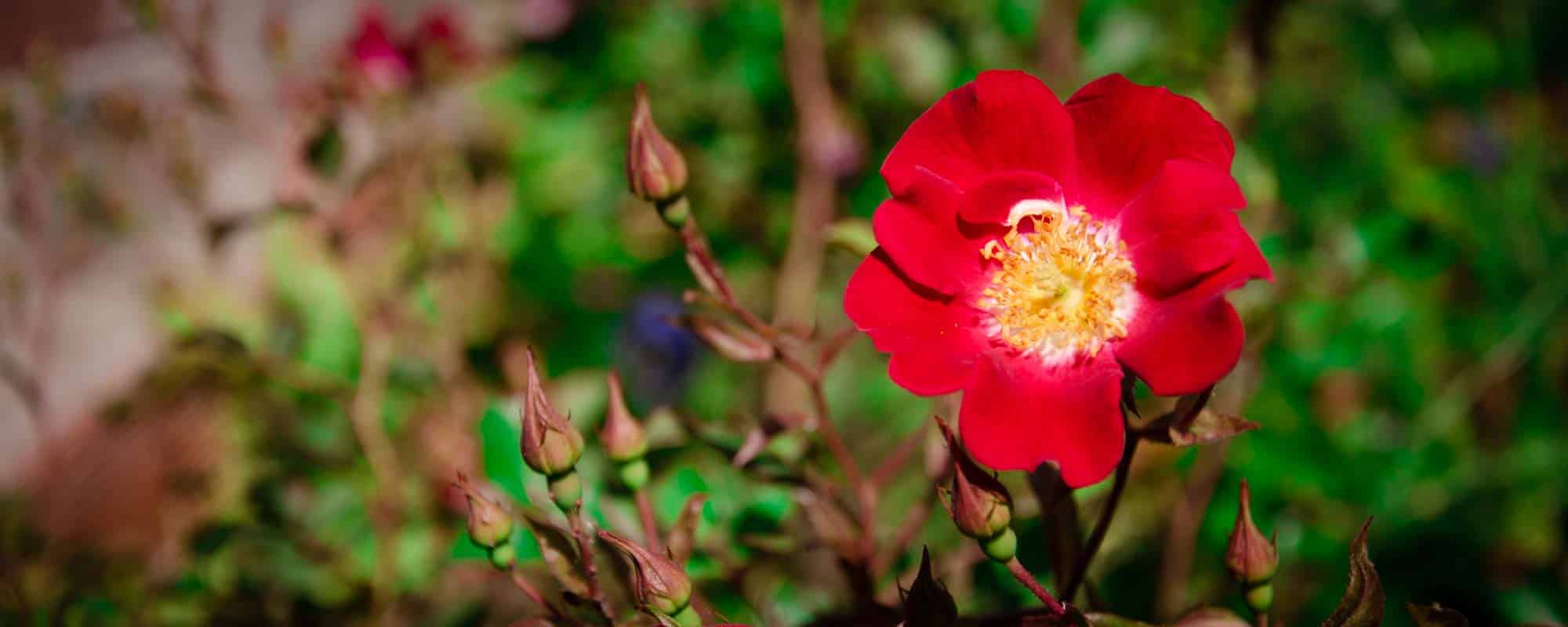 rosa bicolor, roja, blanca y amarilla, red meilland