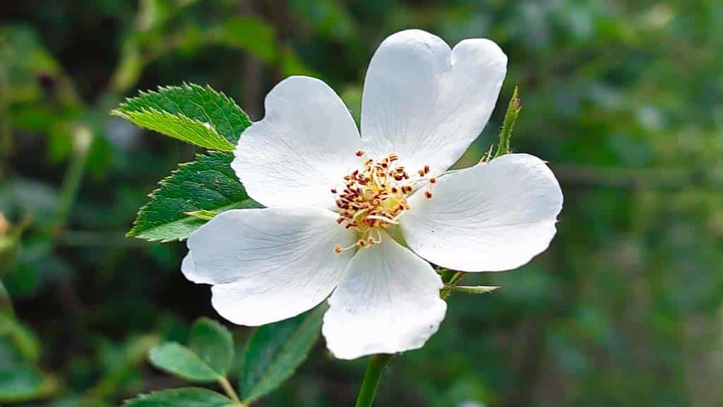 rosa mosqueta blanca