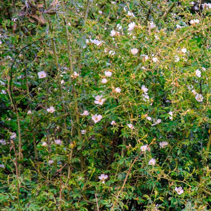 rosal silvestre en los bosques de Cataluña escaramujo, zarzarrosa