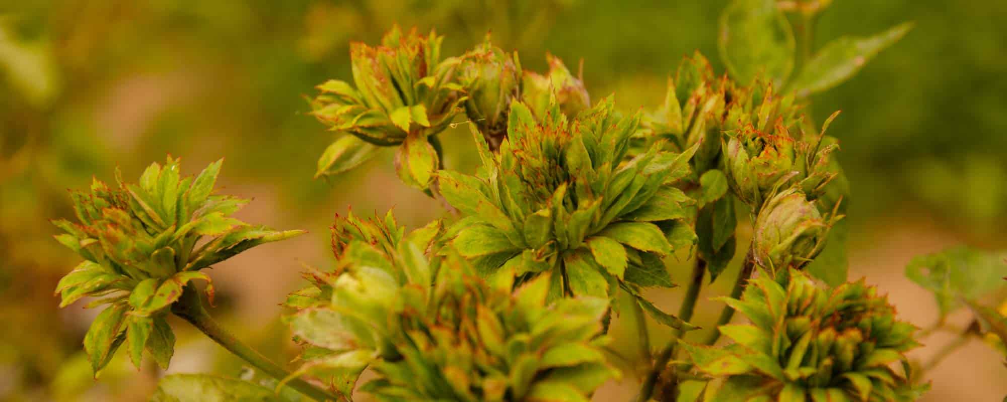 rosa chinensis viridiflora, rosal arbustivo, rosa verde