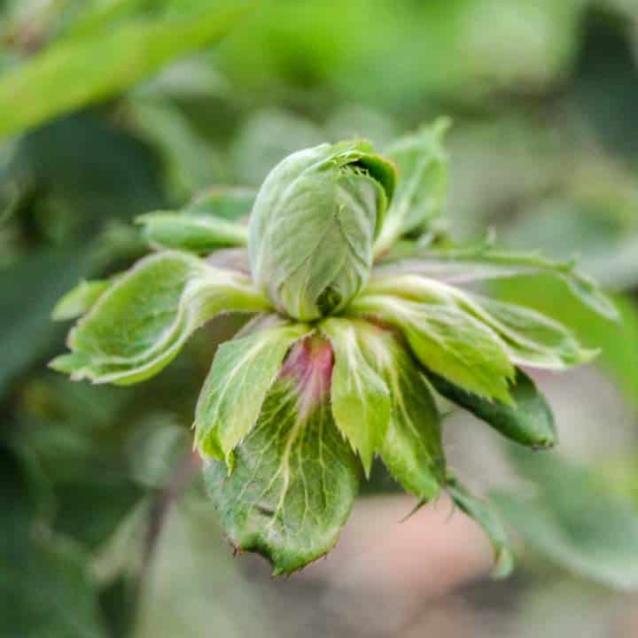 rosa verde chinensis viridiflora