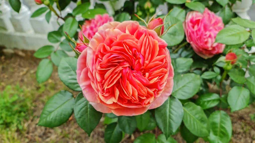 rosal hibrido de te chippendale, rosa de mil pétalos y multicolor