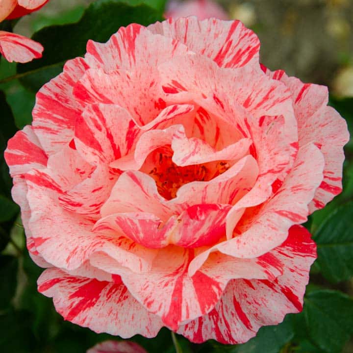 rosa bicolor blanca y rosa, rosal arbustivo