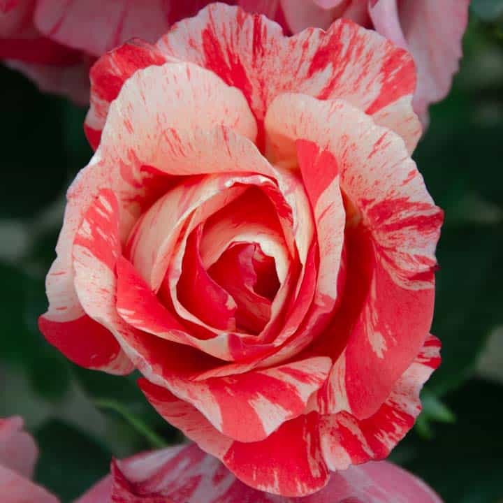 joven rosa evemelif empezando abrirse con sus manchas caracteristicas blancas y rosas