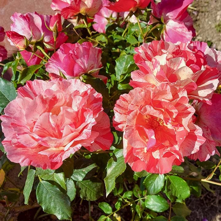 rosal arbustivo y paisajístico, la alegría del jardín.