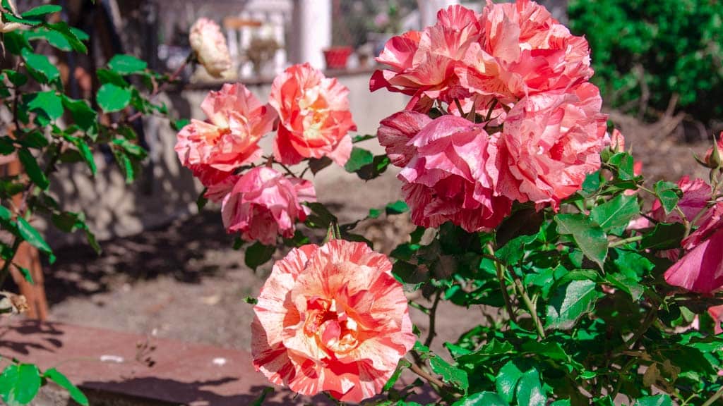 rosas bicolores de pétalos simples blancos y rosas con toque anaranjados