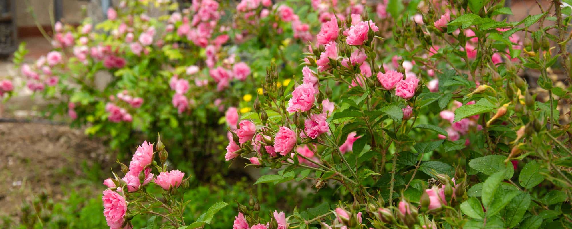 el mejor rosal rosa antiguo con monton de flores que parecen claveles