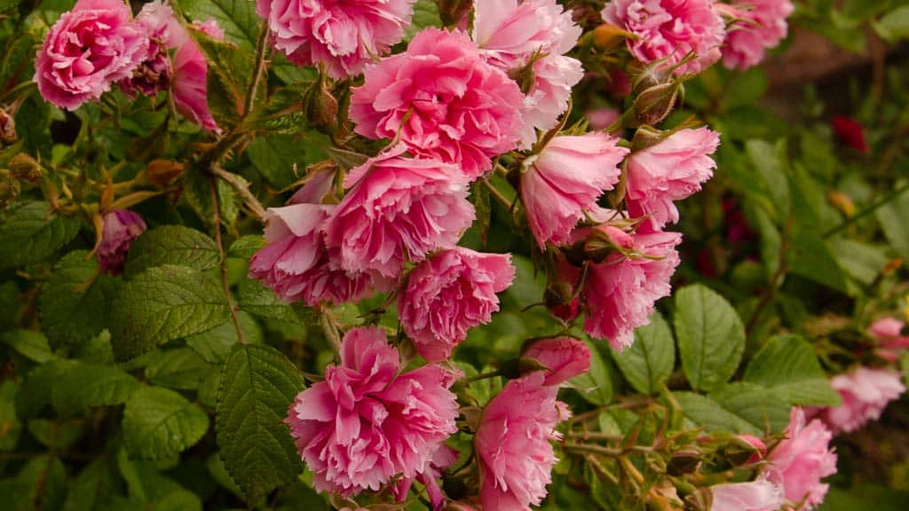 pink grootendorst, rosal rosa muy resistente con flores parecidas a claveles  que crecen en ramilletes plagados de flores