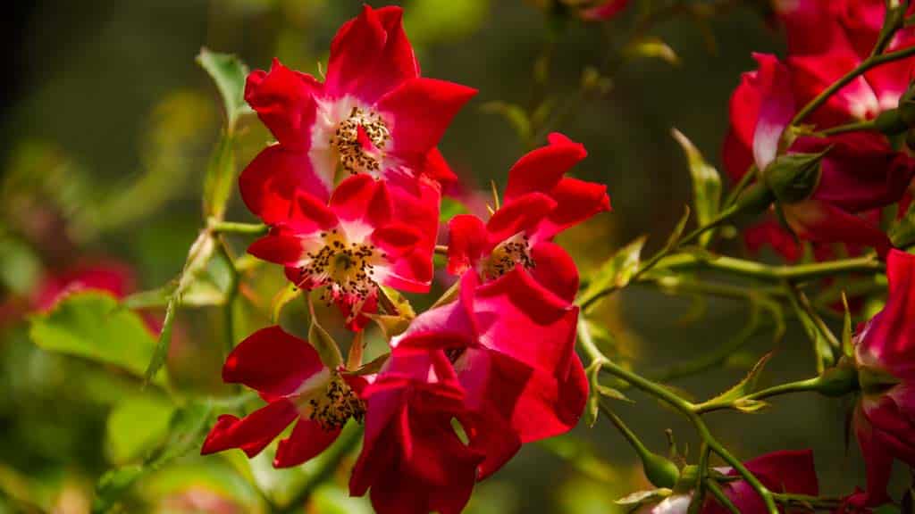 ramito de rosas bicolor en el rosal