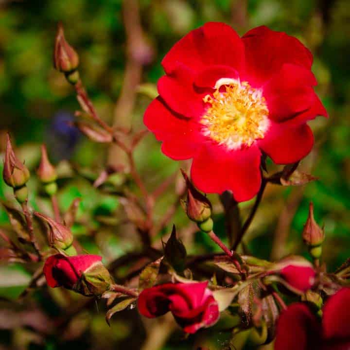 rosa del rosal bicolor red meilland