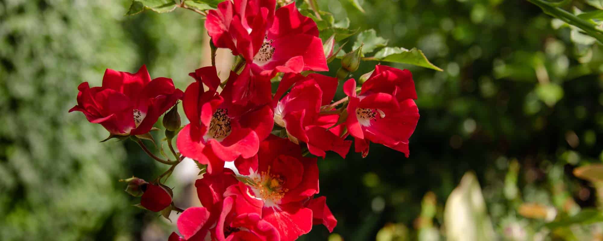 Red meilland rosal sarmentoso trepador  de tamaño medio de rosas bicolor